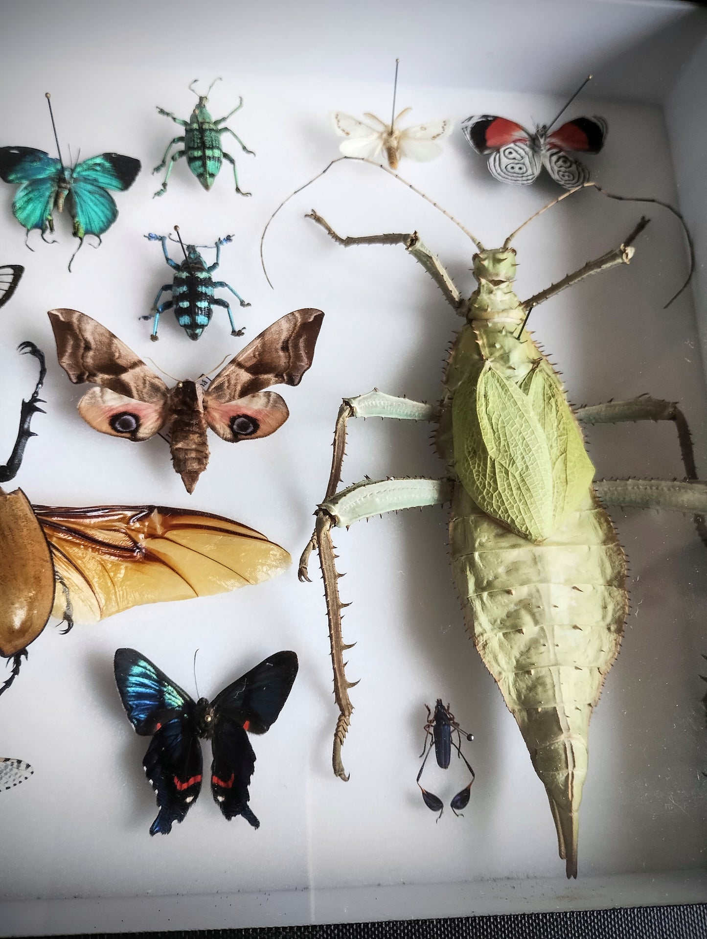 Entomology box frame with 16 specimens