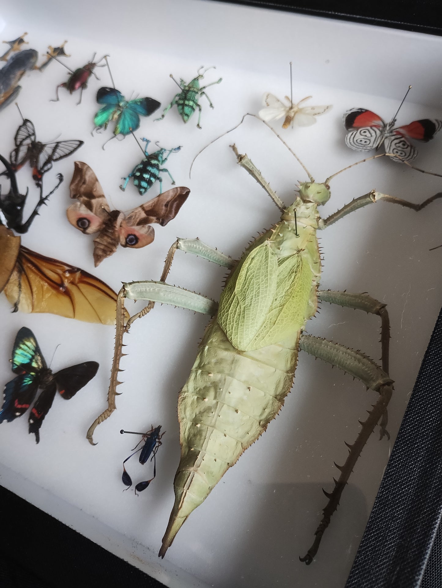 Entomology box frame with 16 specimens