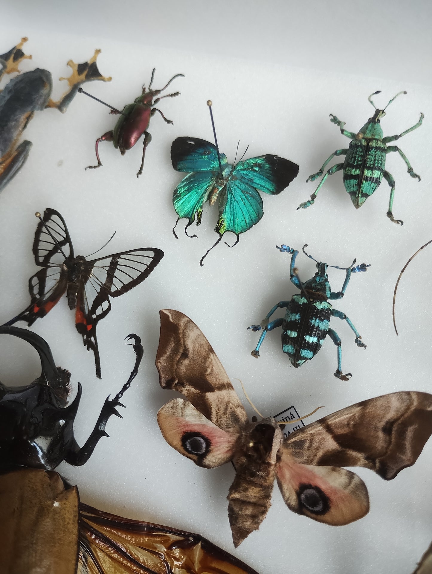 Entomology box frame with 16 specimens