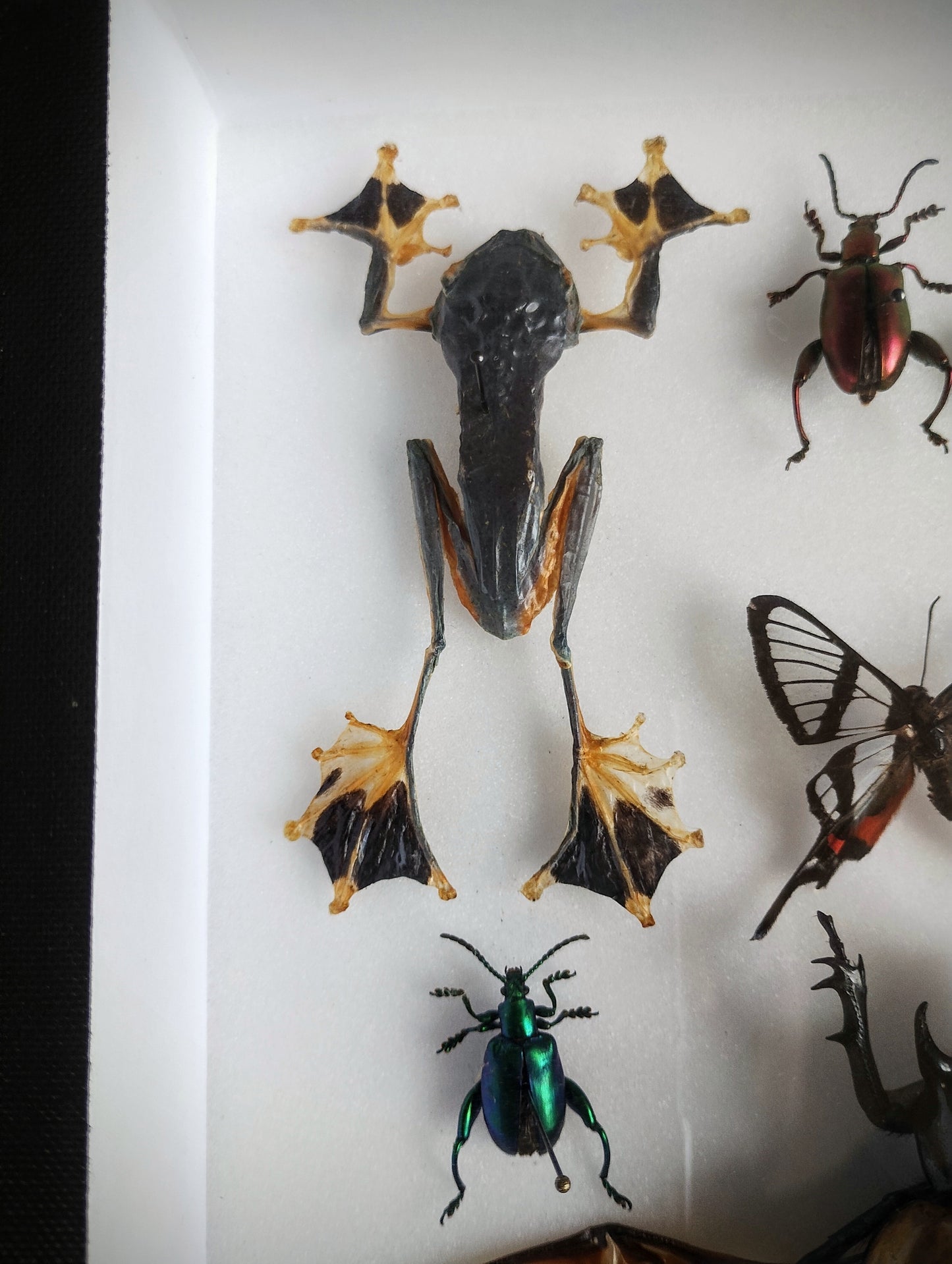 Entomology box frame with 16 specimens