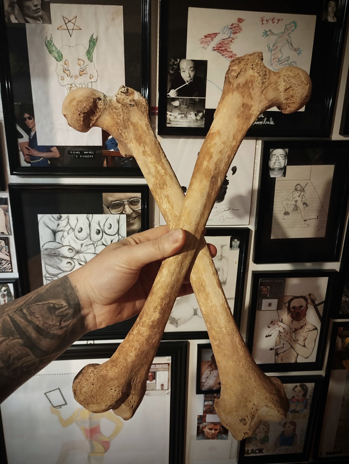 Two old male femurs osteology