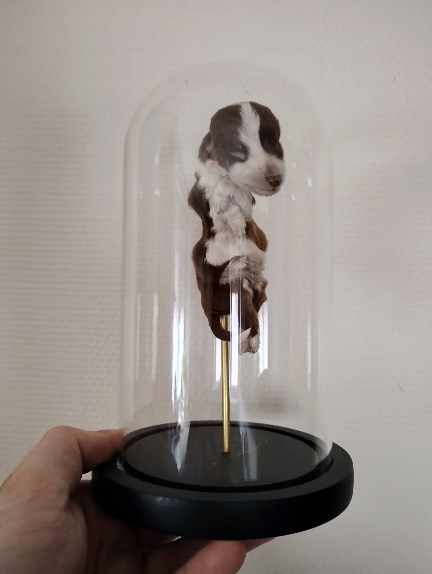 Natural mummified stillborn puppy available in globe (21cm) N°3