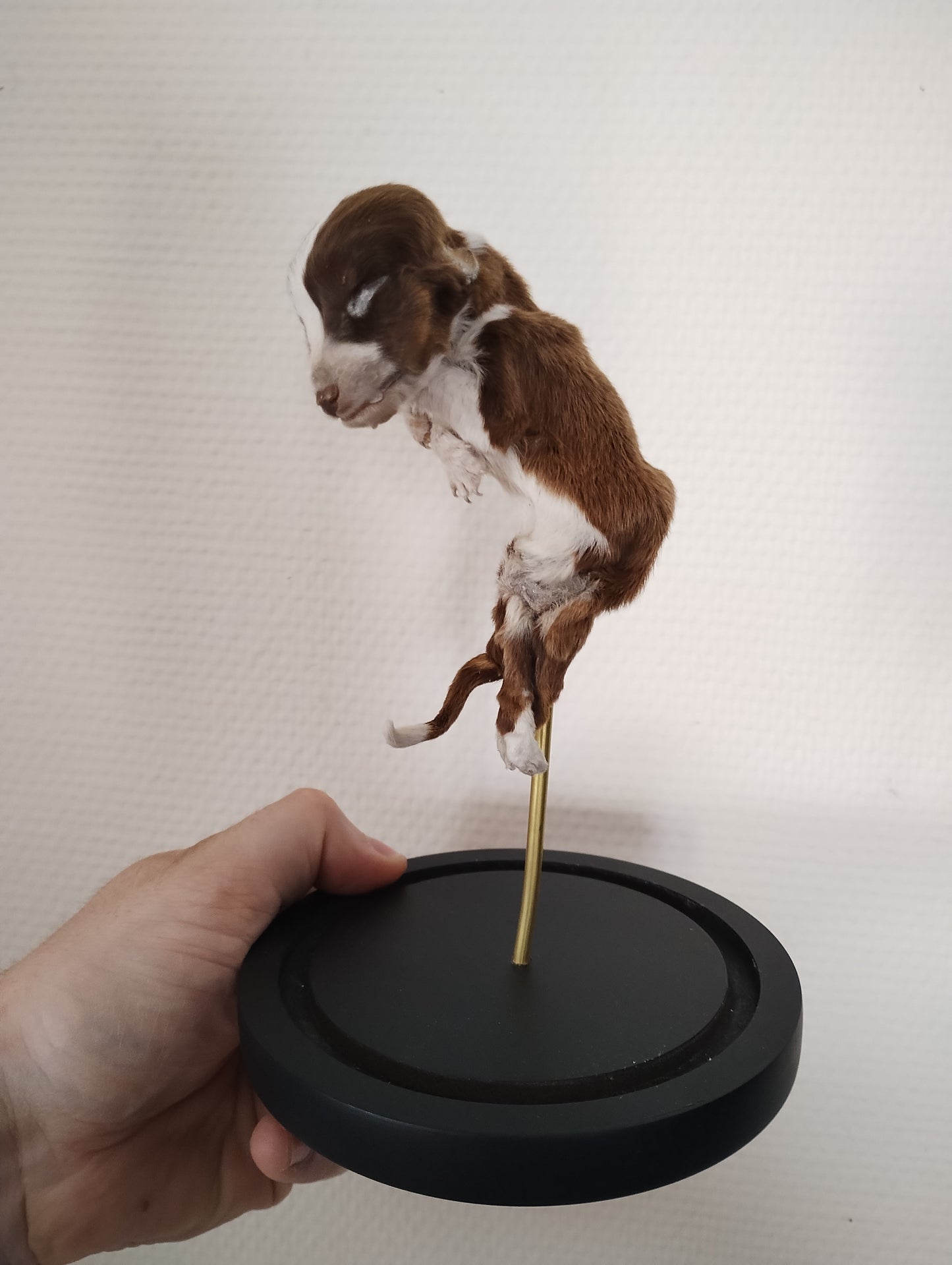 Natural mummified stillborn puppy available in globe (21cm) N°3