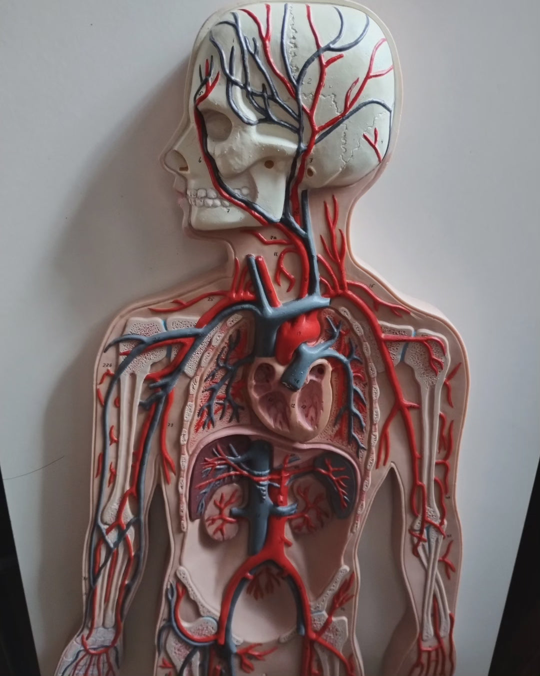 German anatomy model on relief board 80cm