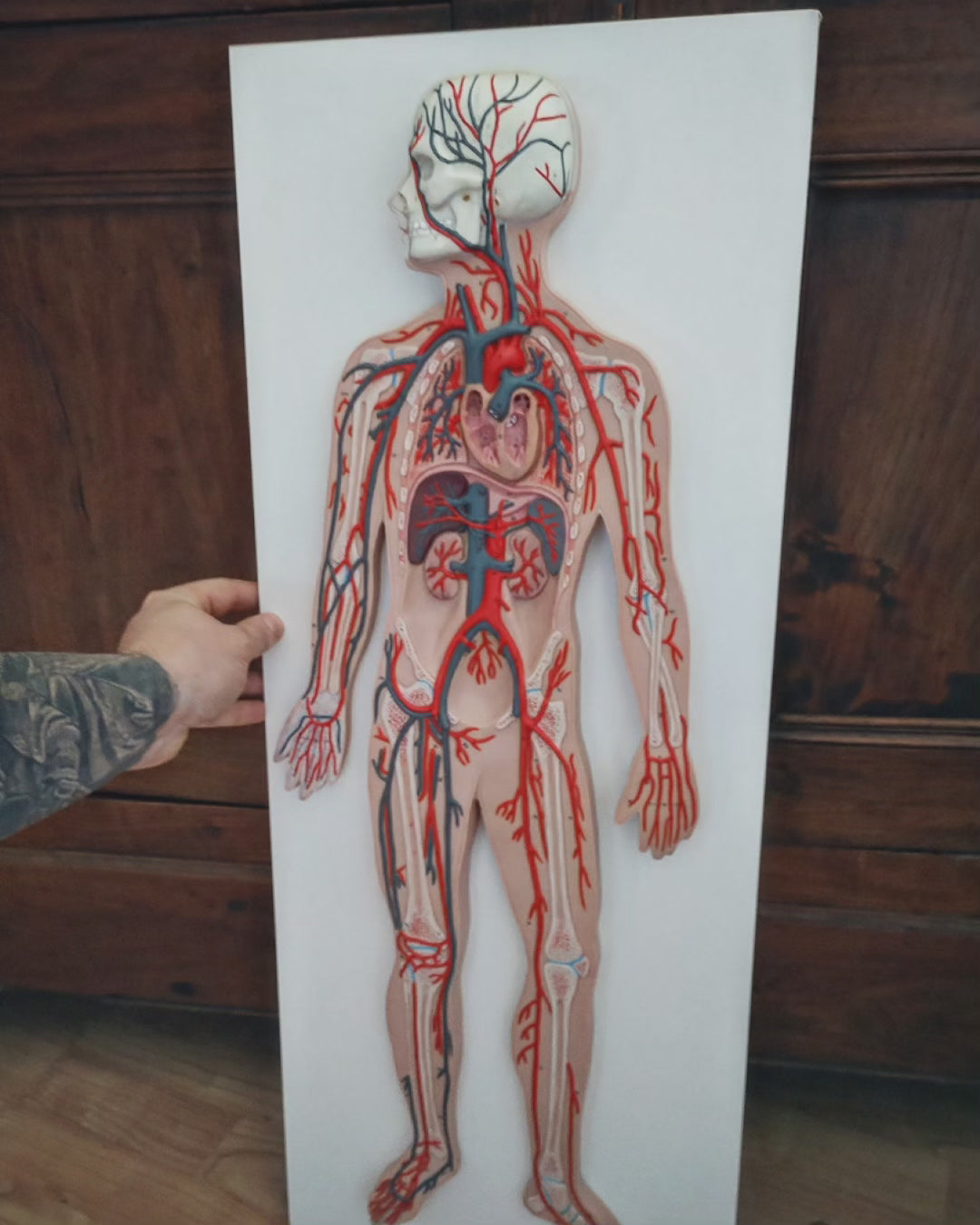 German anatomy model on relief board 80cm