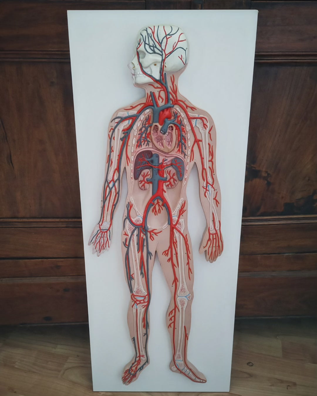 German anatomy model on relief board 80cm