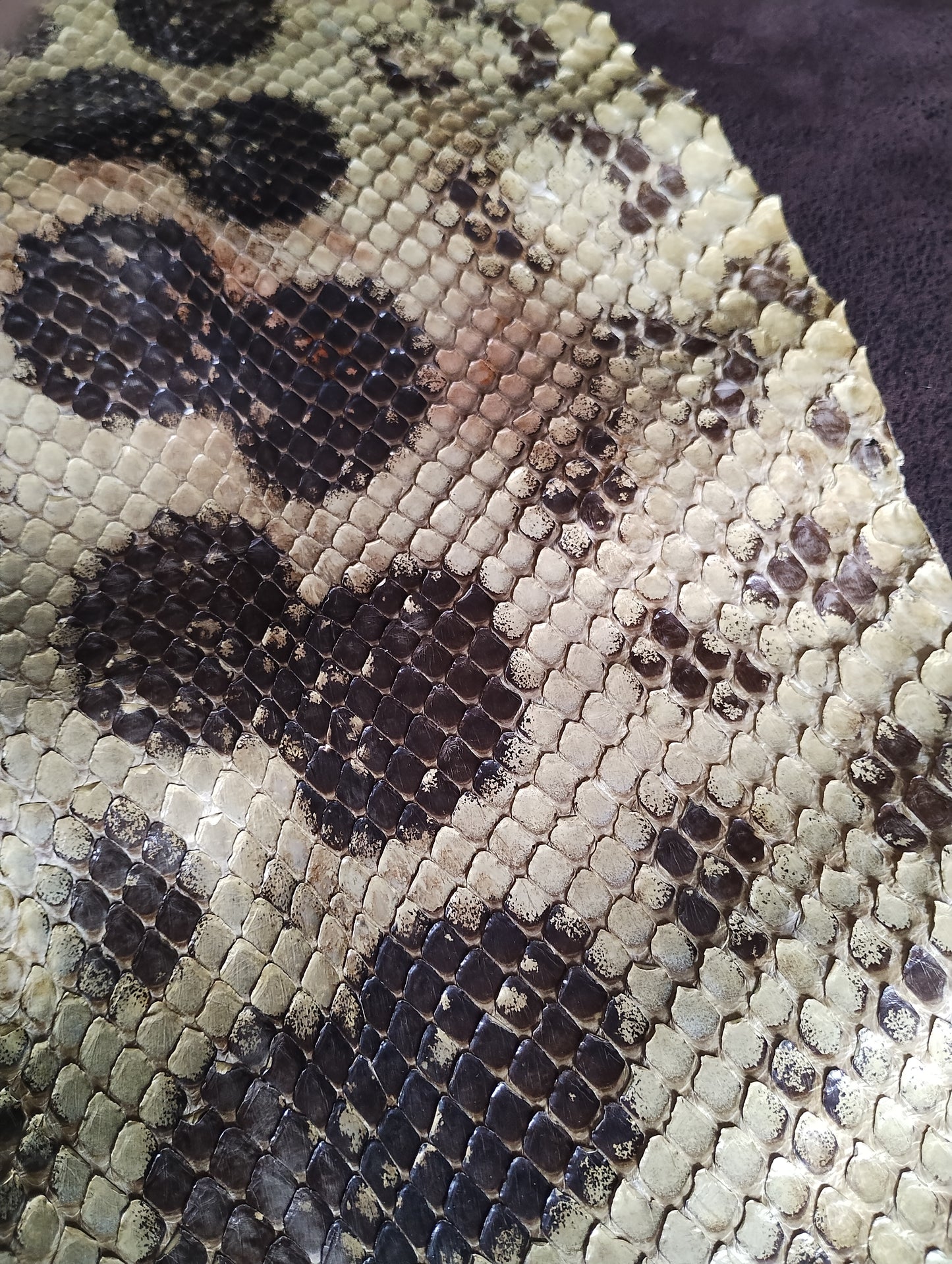 Green anaconda Snake skin 170cm