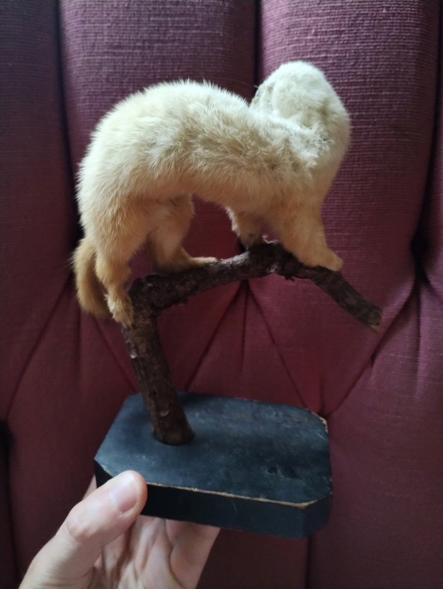 Antique Hermine taxidermie