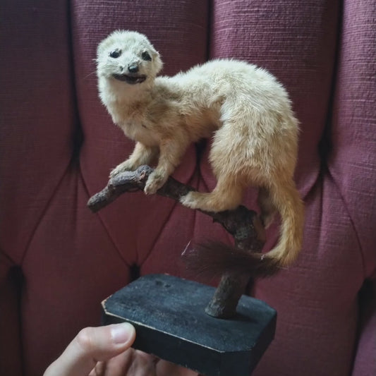 Antique Hermine taxidermie