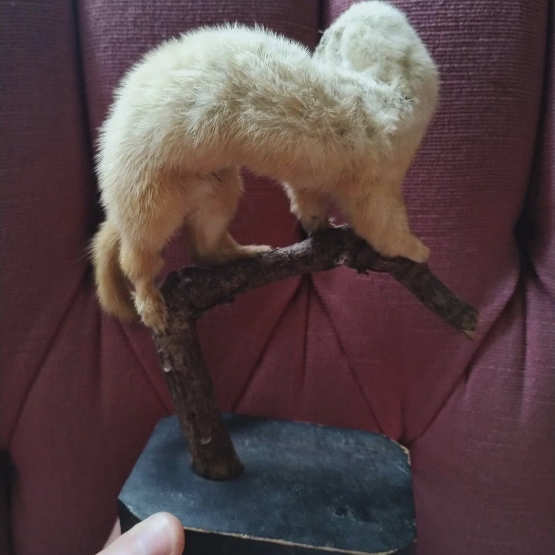 Antique Hermine taxidermie