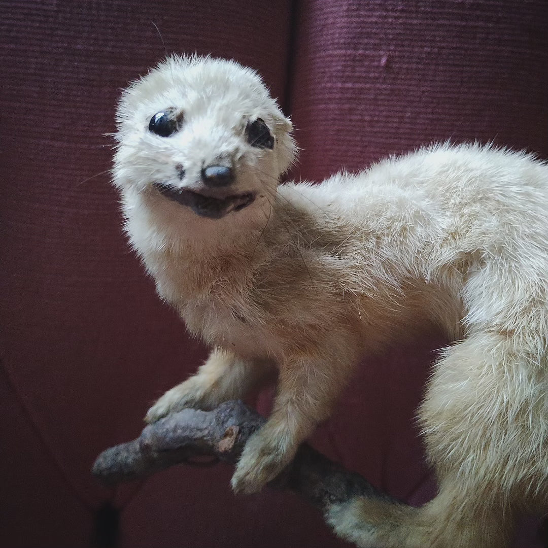 Antique Hermine taxidermie