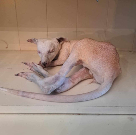 Albinos Wallaby sleeping taxidermy