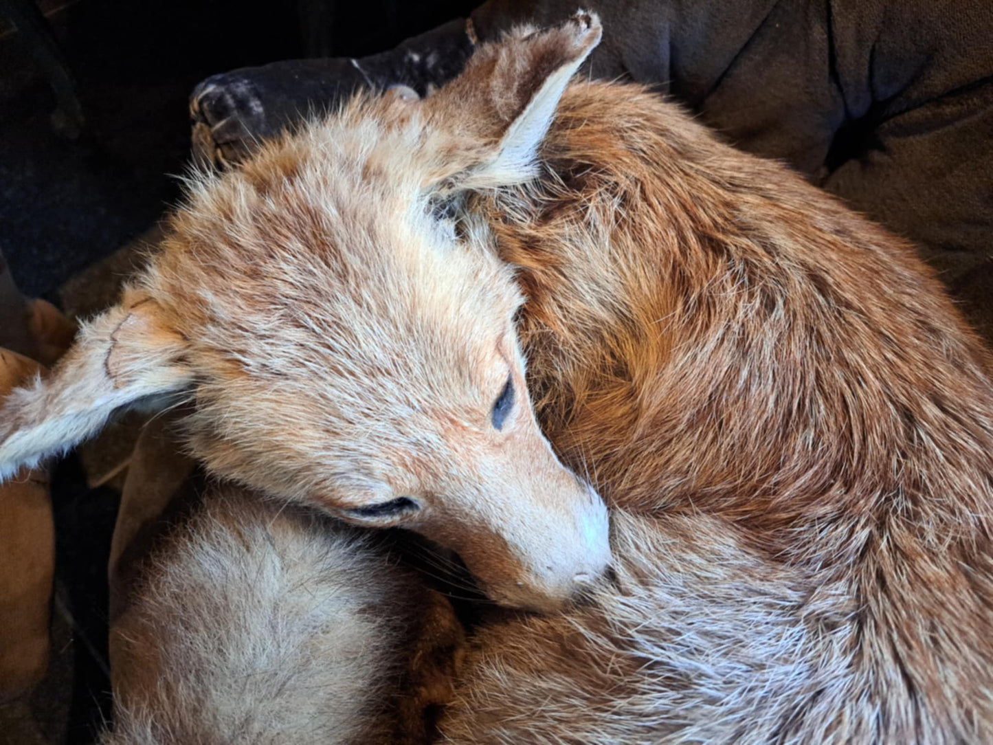 Fox taxidermy