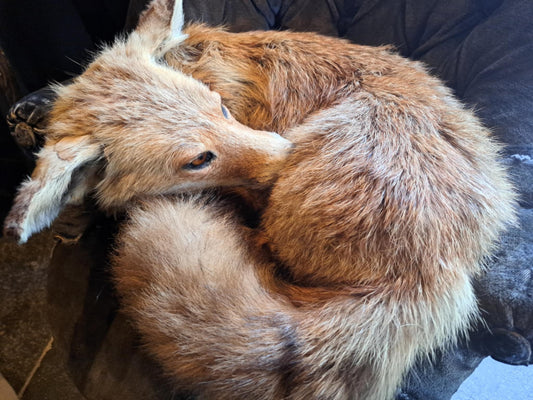 Fox taxidermy