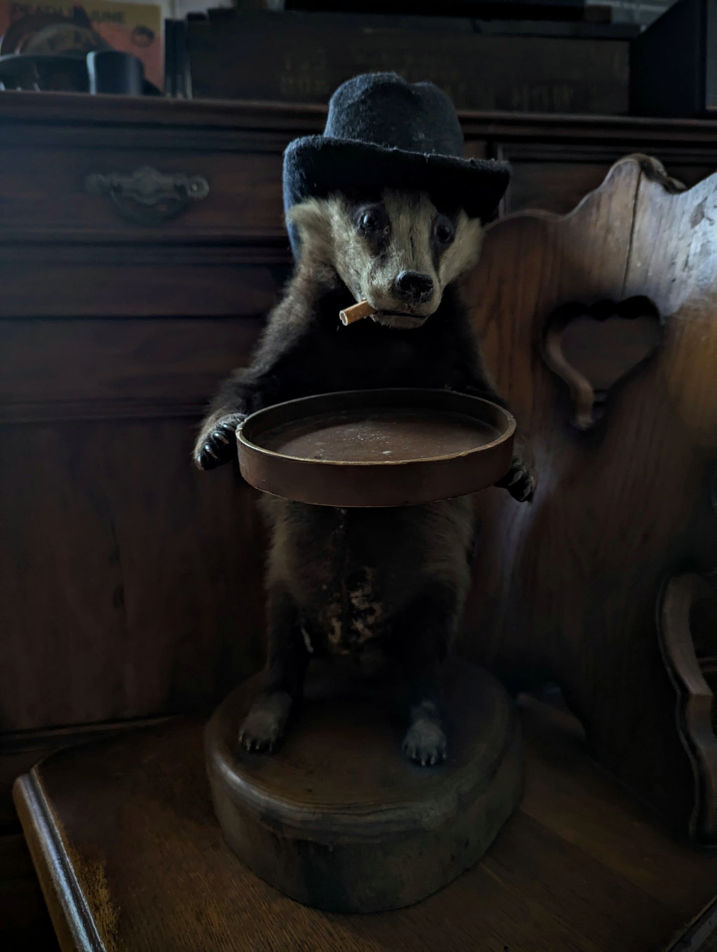 Antique Badger Taxidermy 1960's