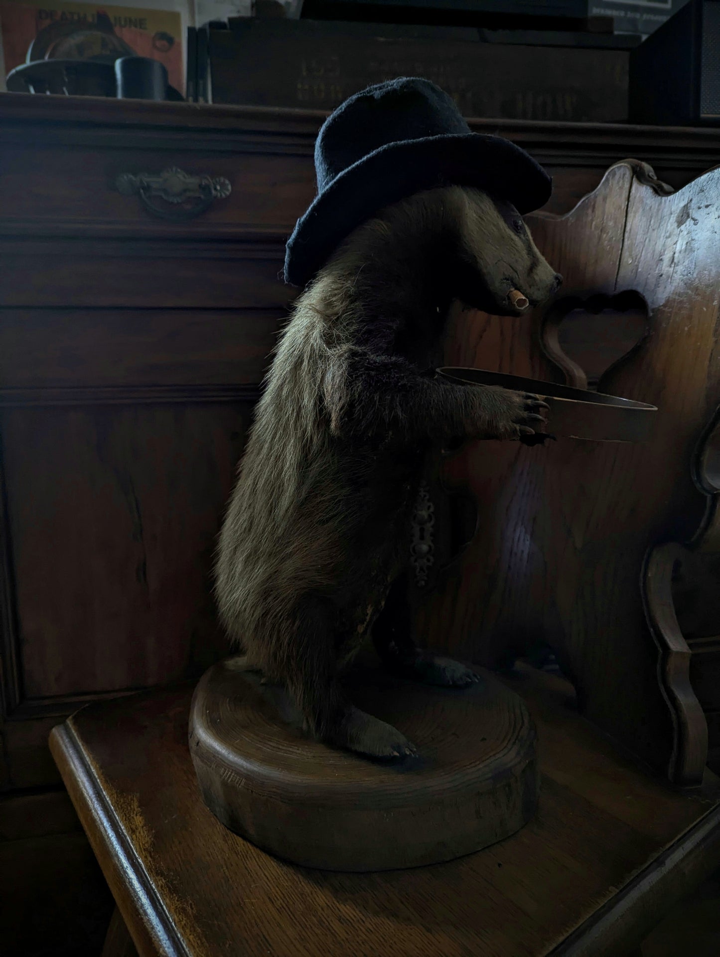 Antique Badger Taxidermy 1960's