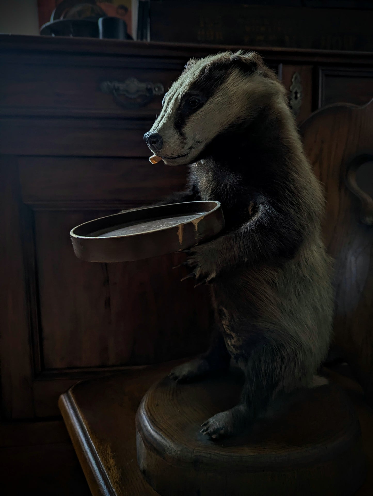 Antique Badger Taxidermy 1960's