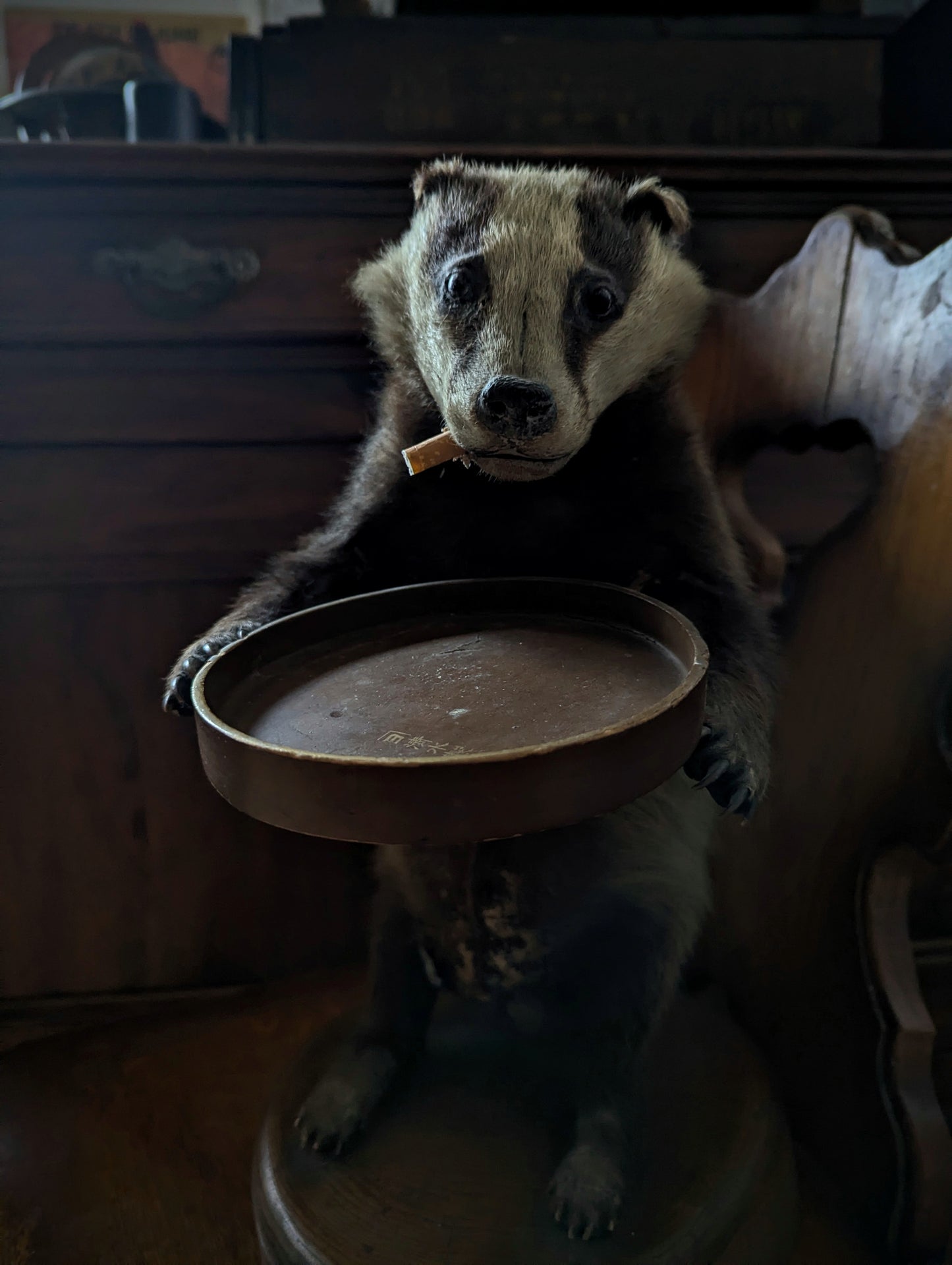 Antique Badger Taxidermy 1960's