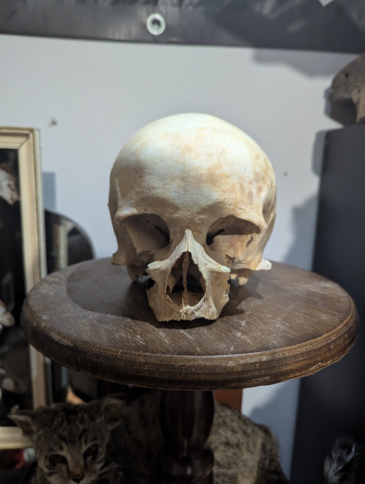 Antique female skull from austria