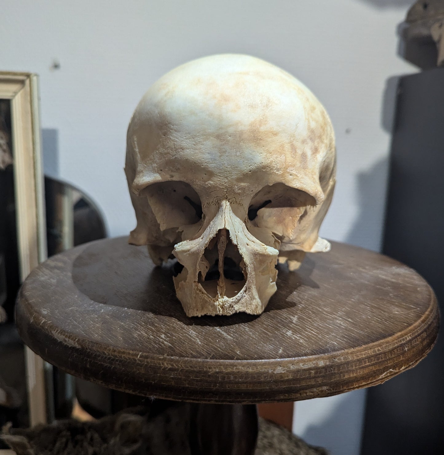 Antique female skull from austria