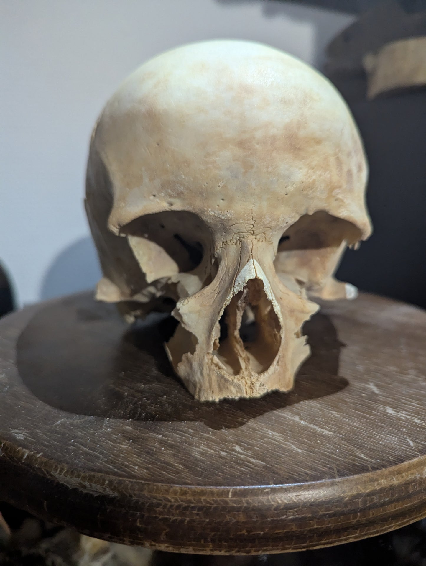 Antique female skull from austria