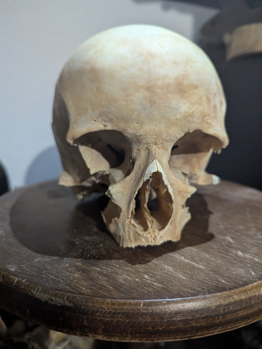 Antique female skull from austria