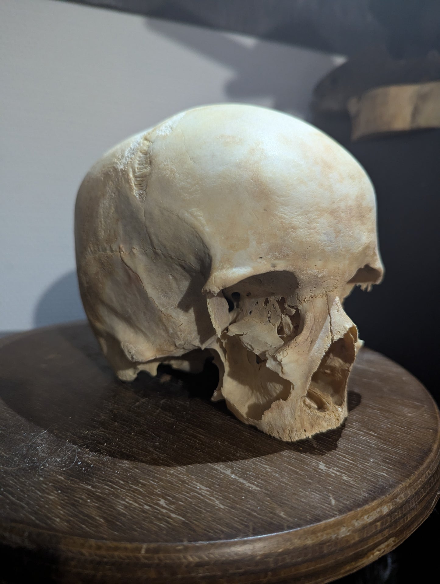 Antique female skull from austria