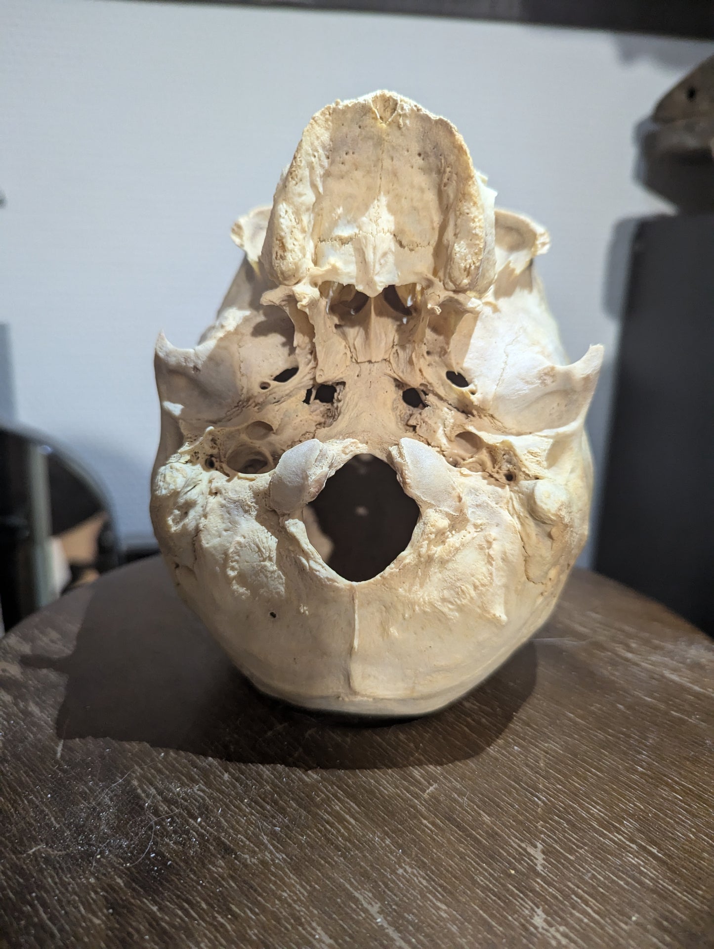 Antique female skull from austria