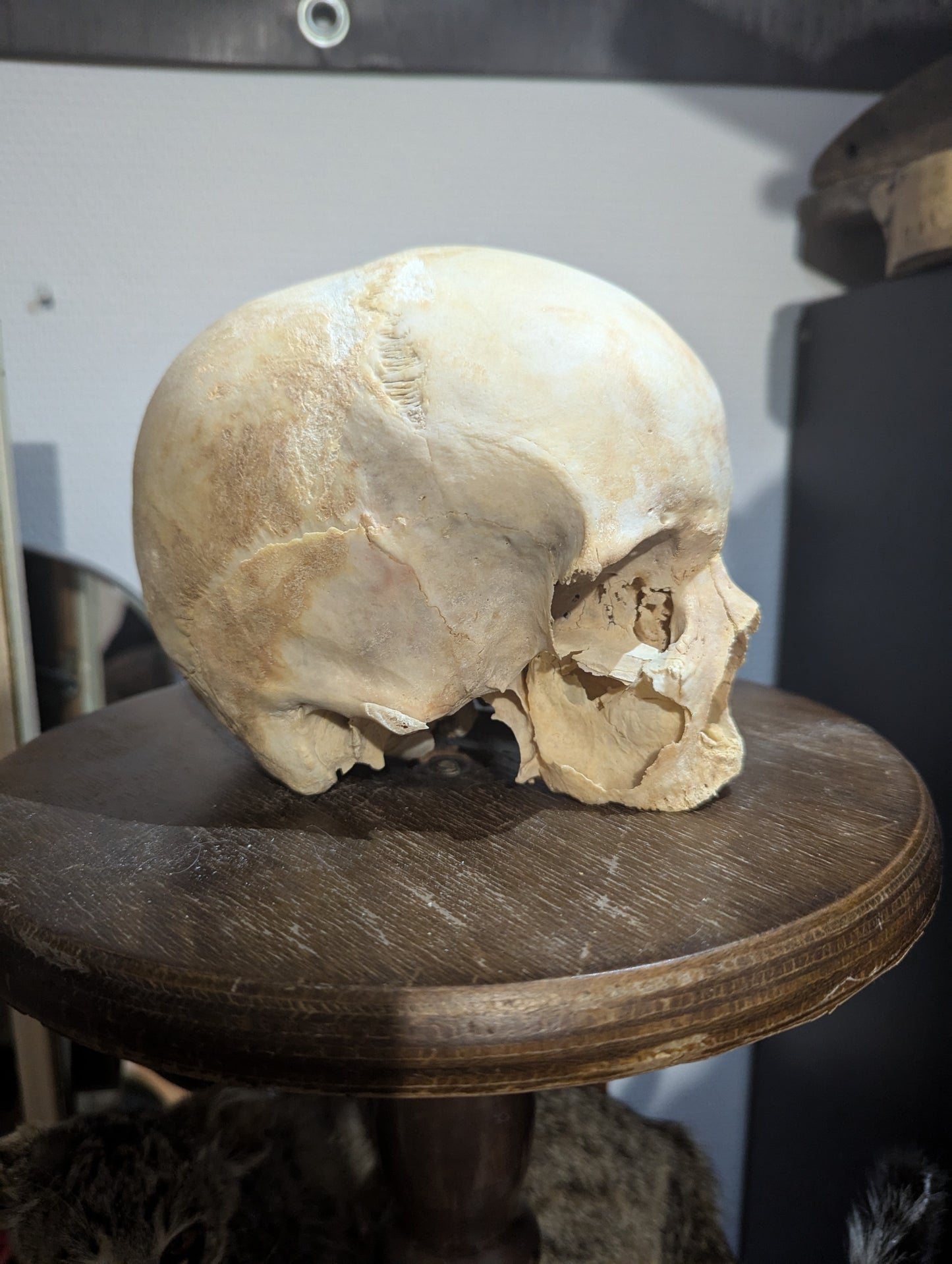 Antique female skull from austria