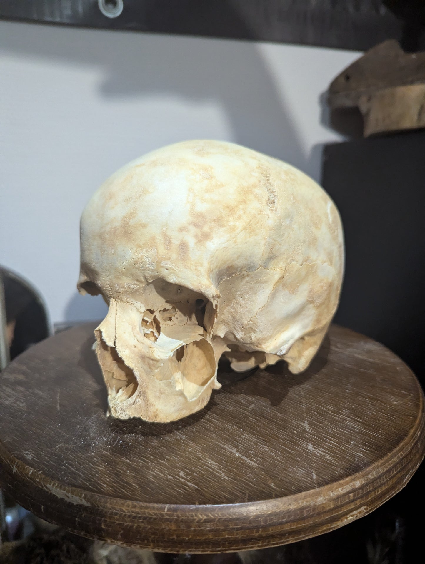 Antique female skull from austria