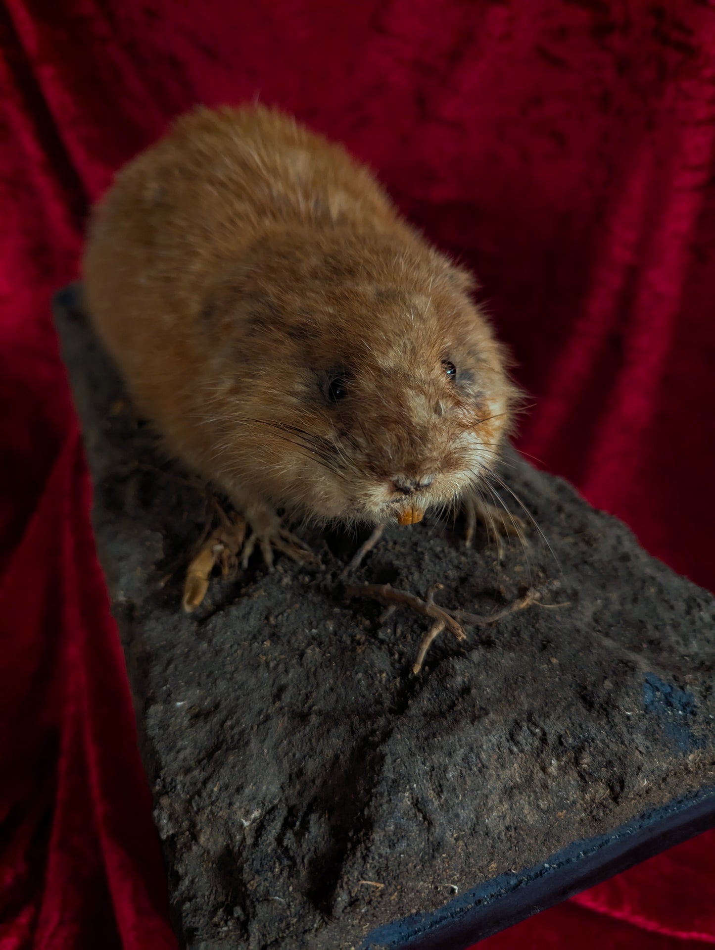 Muskrat taxidermy