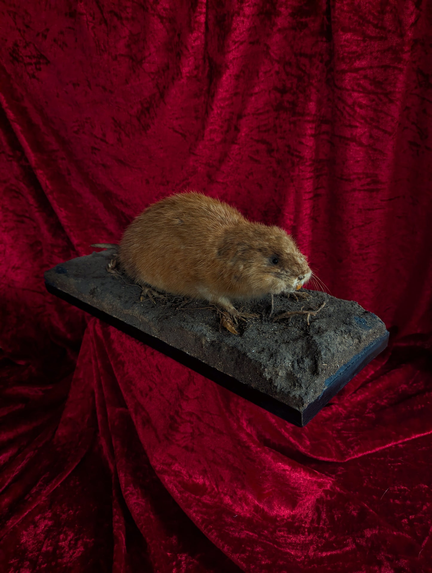 Muskrat taxidermy