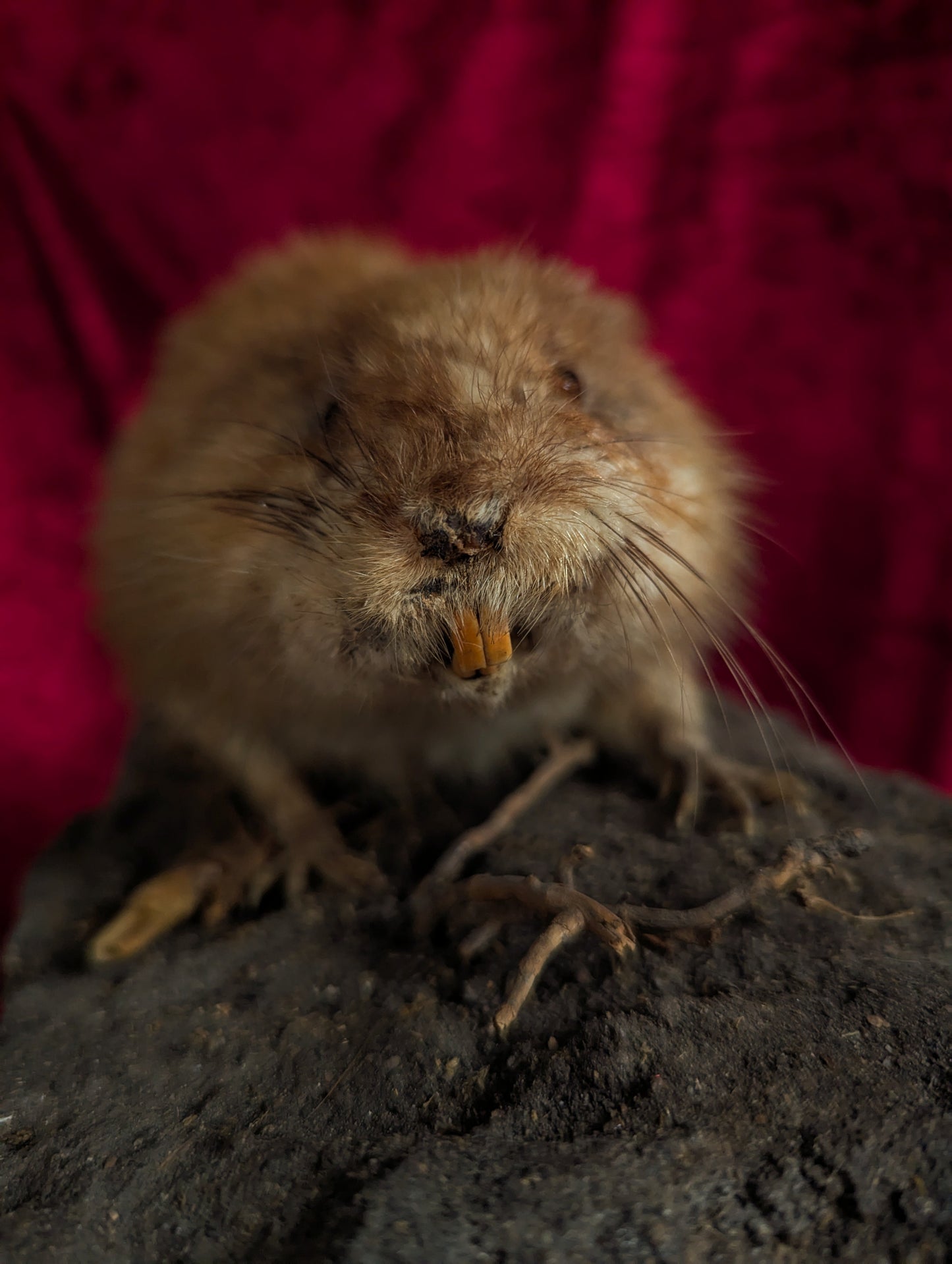 Muskrat taxidermy