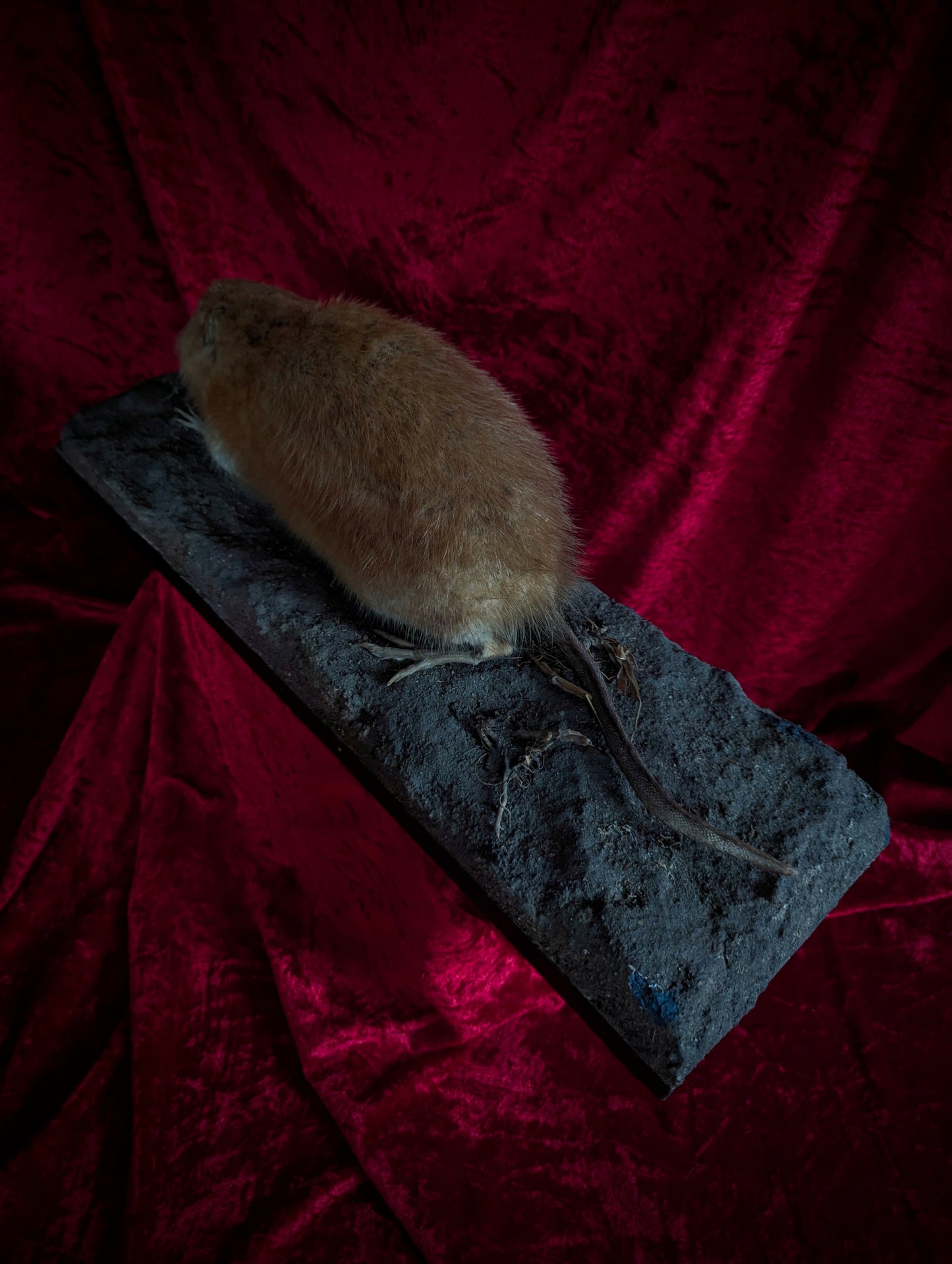 Muskrat taxidermy