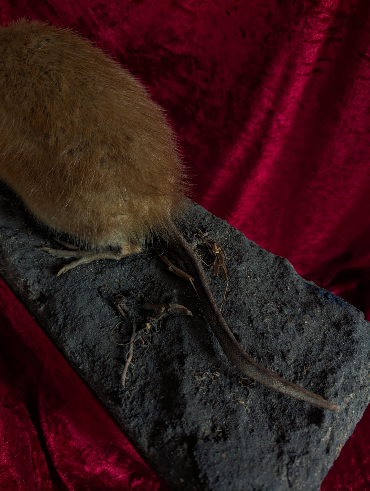 Muskrat taxidermy