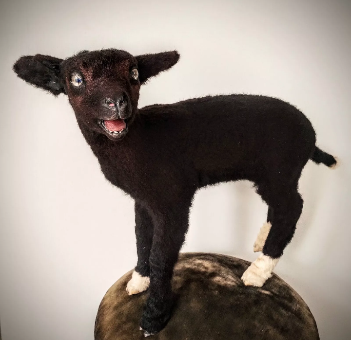 Black lamb taxidermy