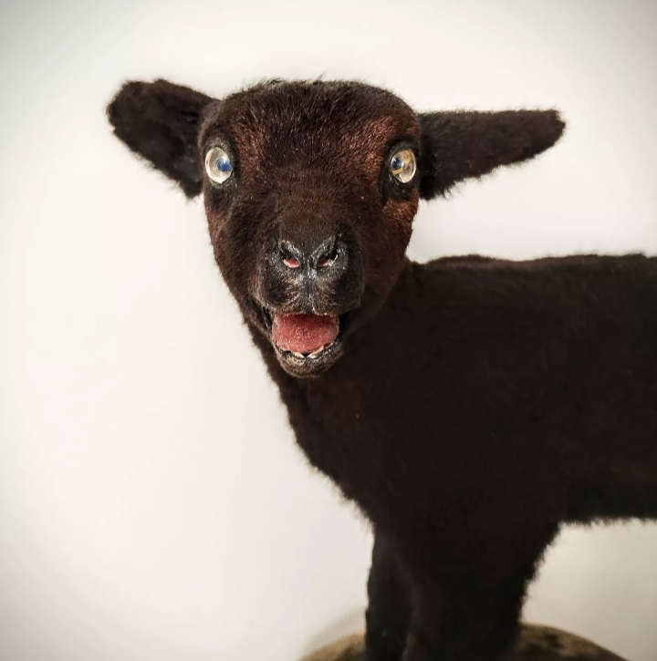 Black lamb taxidermy