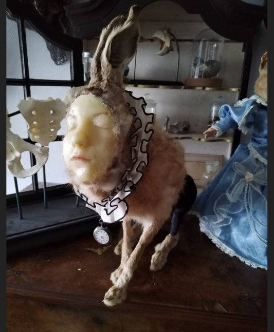 Genuine naturalised hare with antique human wax face
