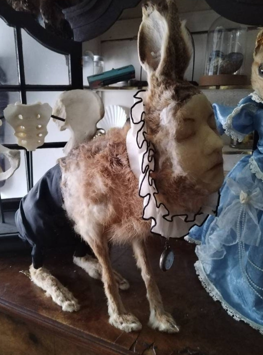 Genuine naturalised hare with antique human wax face