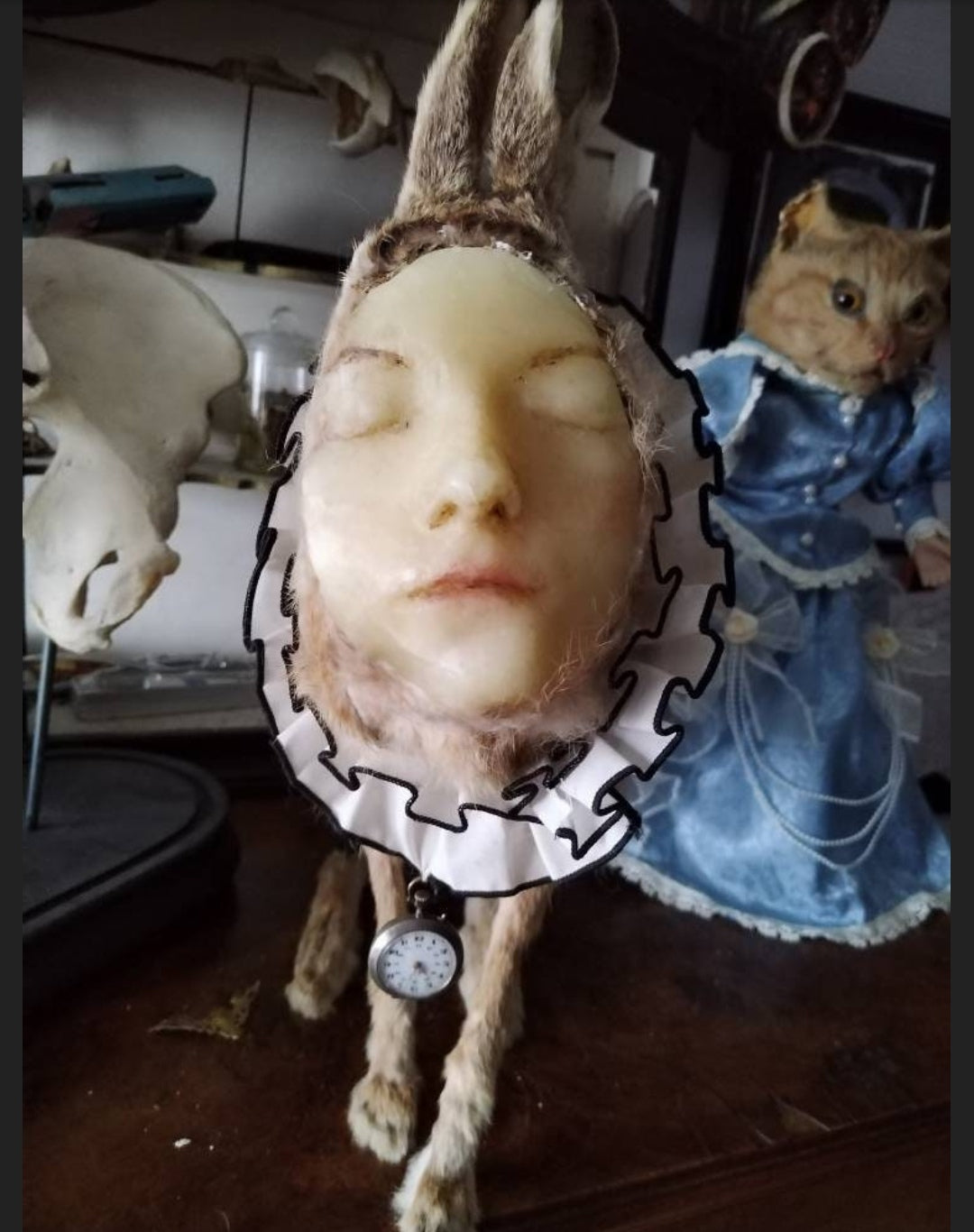 Genuine naturalised hare with antique human wax face