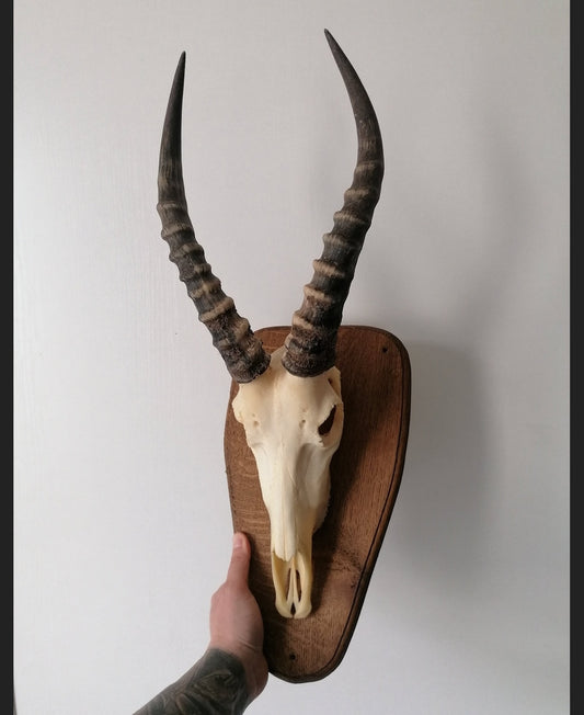 Gazelle skull trophy 1 osteology