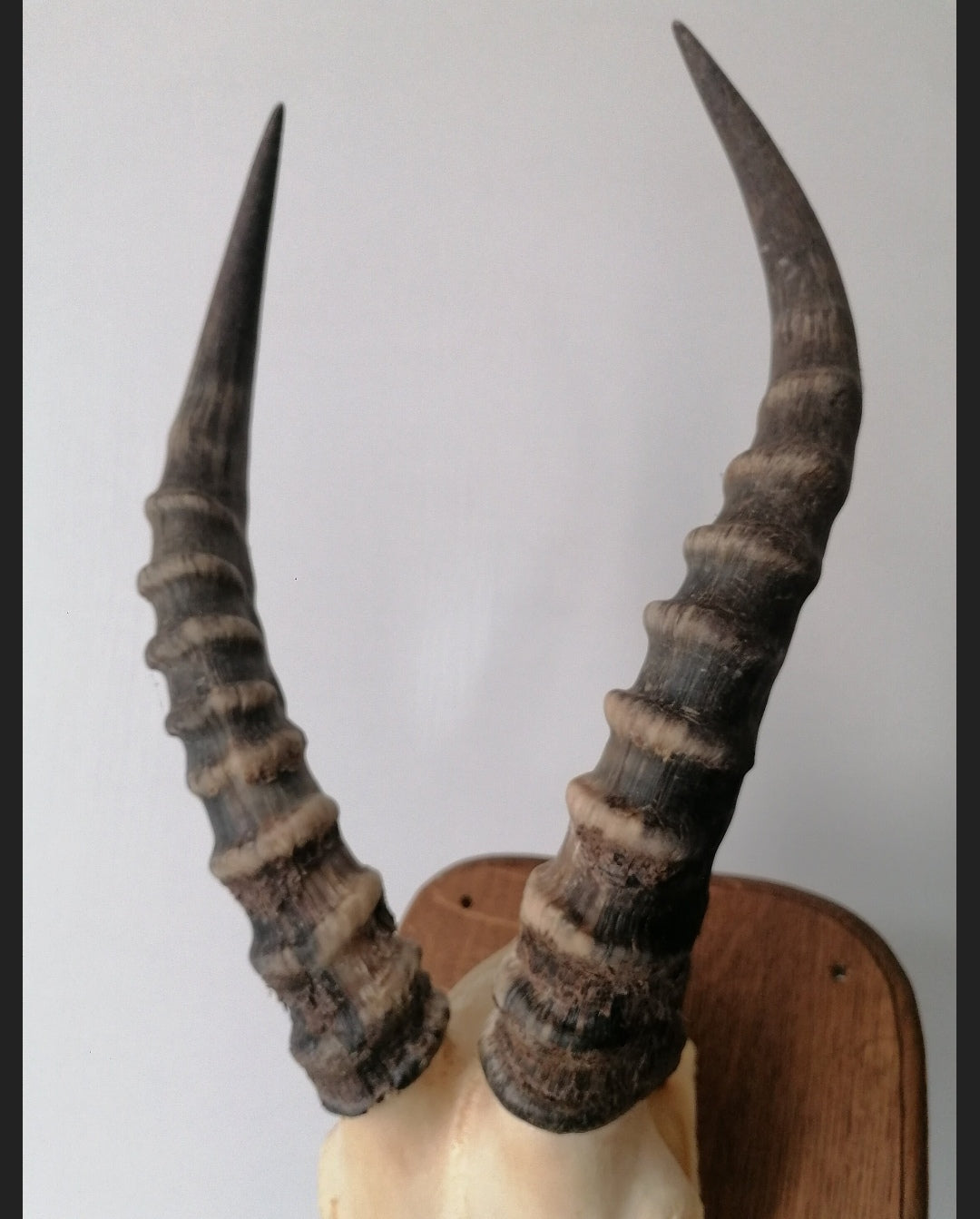 Gazelle skull trophy 1 osteology