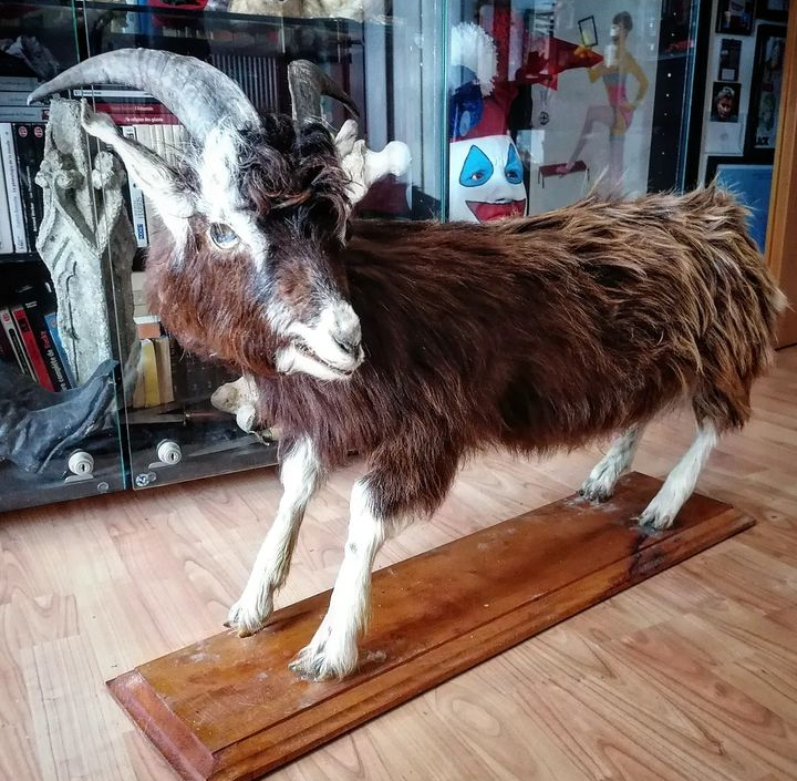 Antique Goat Taxidermy