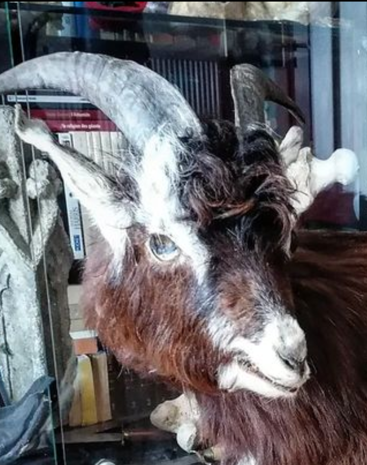 Antique Goat Taxidermy