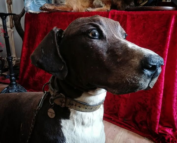 Antique dog Great Dane Taxidermy