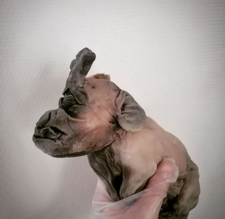 Antique Cyclop Pig, wetspecimen