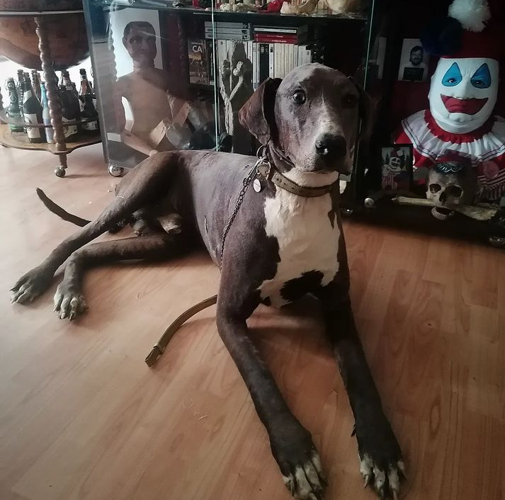 Antique dog Great Dane Taxidermy