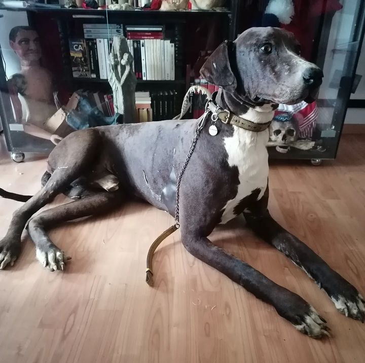 Antique dog Great Dane Taxidermy