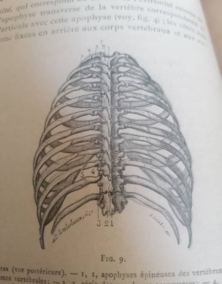 Livre relié "Précis d'Anatomie à l'usage des Artistes" édition XIXème