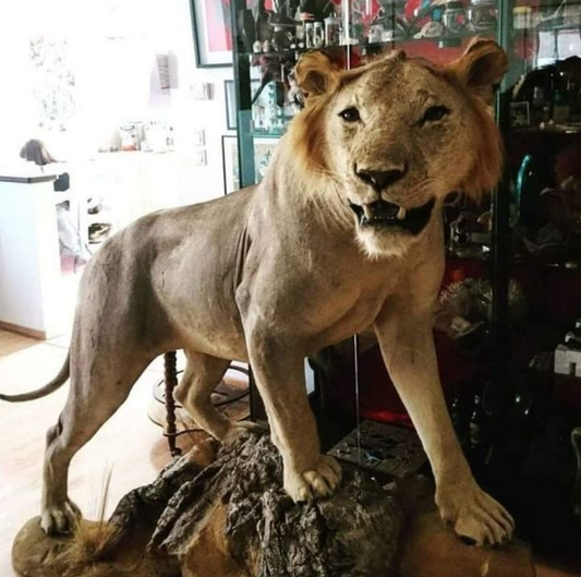 Lion Taxidermy with Cites papers